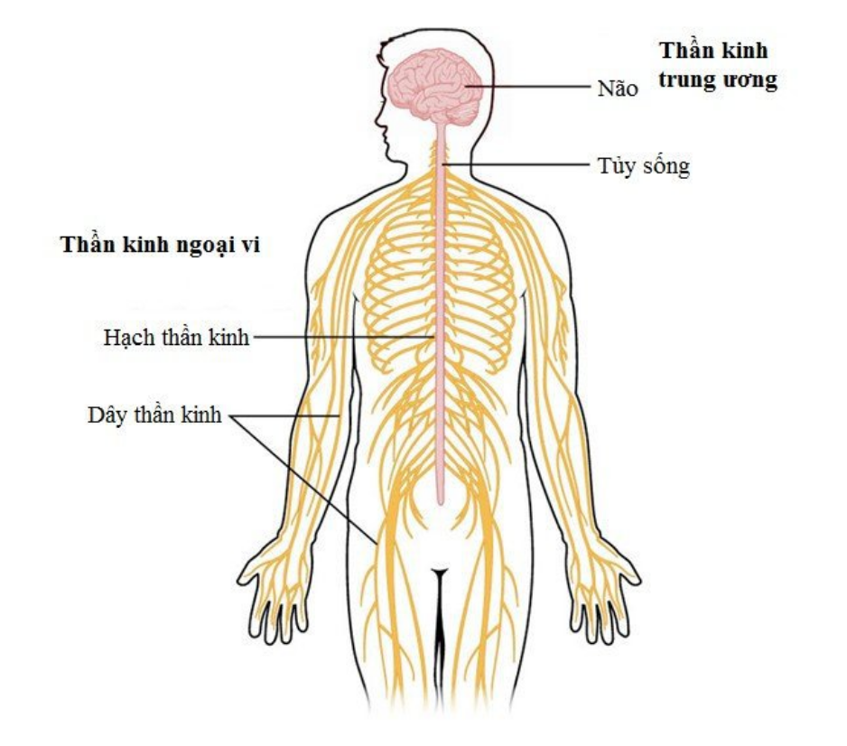 Serie Sang Chấn Tâm Lý (Phần 3)